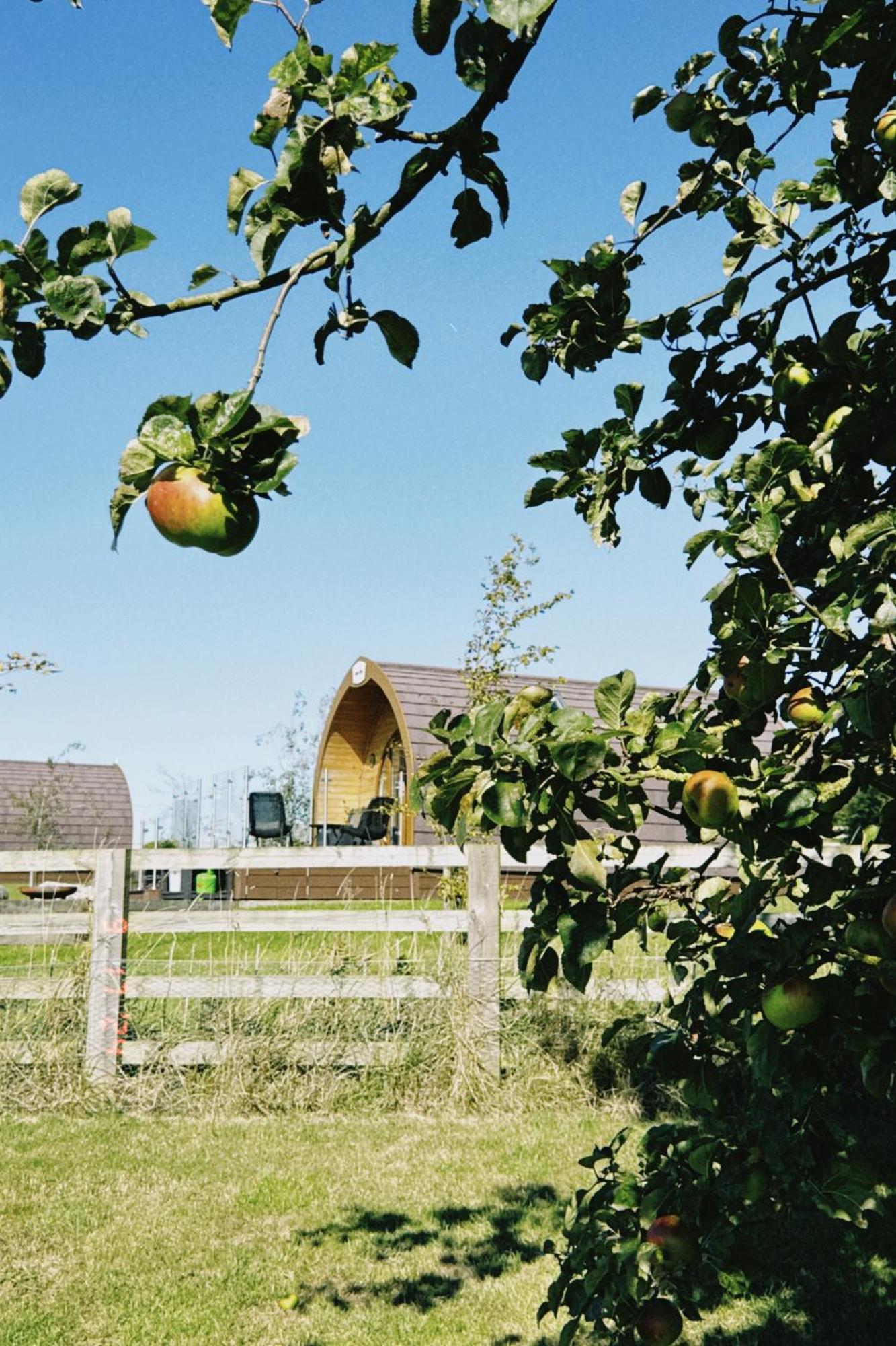 Mingle Dale- Bugthorpe Grange Glamping Villa Stamford Bridge Exterior foto